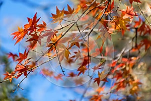 Blurred defocusd bokeh image of fall season. Orange and red maple tree autumn background