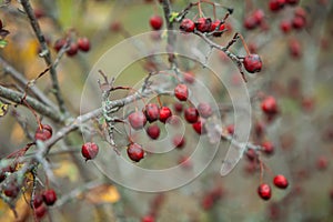 blurred defocused background landscape with yellow leaves and red berries in autumn