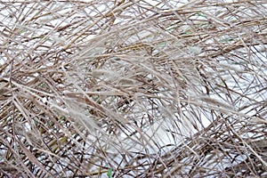 Blurred dried grass leaves with white background for a backdrop