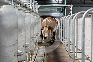 Blurred due to a strong tremor, as a result of fright, the cow first enters the milking parlor