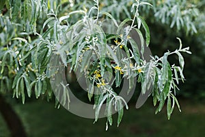 Blurred Elaeagnus angustifolia silver berry oleaster wild olive tslose up with choppy space