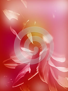 Blurred ethereal flower with elegant petals, red and orange colored, toned spring fairy tale background, mysterious floral