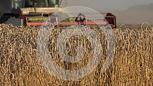 Blurred farm combine thresher harvesting mature cereal ears in farmland. Focus on plants. 4K
