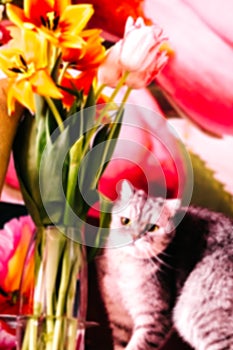 Blurred festive background, beautiful tabby cat sits near bouquets of tulips. beautiful heads of flowers close-up. fragrant flower