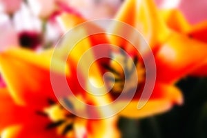 blurred festive background, beautiful tulip heads close-up. fragrant flowers for the holiday on March 8