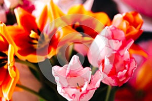 Blurred festive background, beautiful tulip heads close-up. fragrant flowers for the holiday on March 8