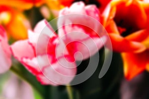blurred festive background, beautiful tulip heads close-up. fragrant flowers for the holiday on March 8