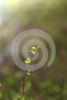 Blurred floral background. Small young green leaves on a branch in the garden.