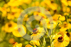 Blurred floral Background with Yellow Helenium flowers