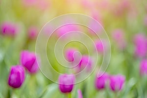 Blurred flower of Tulips in spring at the garden, colourful background