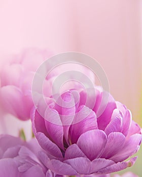 Blurred Flowers Background