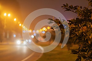 Blurred foggy night road. Bush against the background of night bokeh.