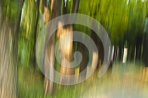 Blurred Forest Background. motion-blurred image of a forest