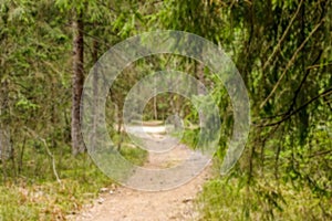 Blurred forest, path among trees, defocused background