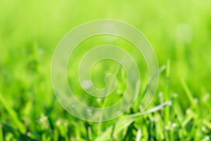 Blurred fresh nature background with green grass