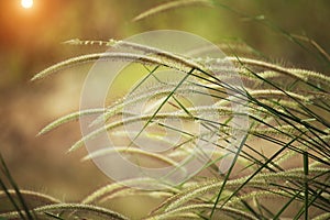 Blurred of golden grass flowers in the garden. Beautiful abstract grass texture on sunset with reflections and rays of sun