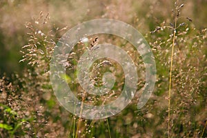 Blurred grass background, Bluegrass meadow grass in a field in summer