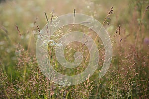 Blurred grass background, Bluegrass meadow grass in a field in summer