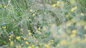 Blurred grass background with water drops.