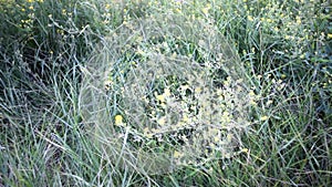 Blurred grass background with water drops. HD shot with motorized slider.