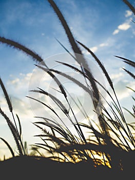 Blurred grass flower at sunset on sky background