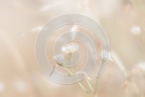 Blurred grass flowers background