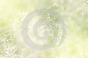 Blurred grass nature, soft grass flowers fresh for background, small grass meadow blur in sun light morning day, natural flower