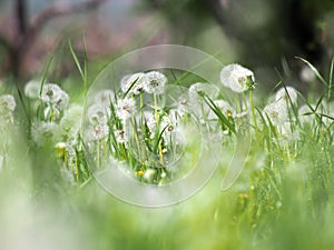 blurred grass with white blowballs