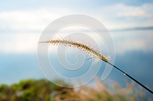 Blurred grayish grass flower on blue sky