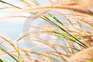 Blurred grayish grass flower on blue sky