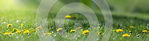 Blurred green background and dandelion in the sun in green grass. Panorama with selective focus and shallow depth of