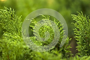 Blurred green floral background with juniper bushes