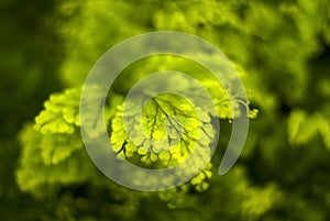 blurred green floral background with a sprig of fern