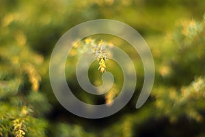 Blurred green floral background with a sprig of juniper