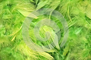 Blurred green fluffy feathery background with more blur on one side - room for copy