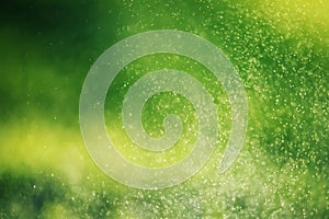 Blurred green grass and drops of morning fresh dew. Natural defocused bokeh background