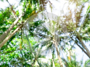 Blurred green leaves of tall tropical palm tree jungle and sky background with sunlight.