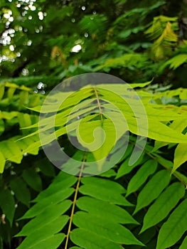 Blurred green plant leaf nature bueaty concept