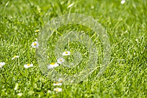 Blurred Green Summer background With Daisies flowers and green grass and water drops flying