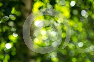 Blurred green tree leaf background with bokeh, Nature texture