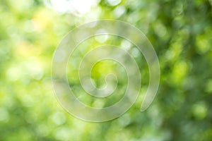 Blurred green tree leaf background with bokeh, Nature texture