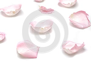 Blurred a group of sweet pink rose corollas on white isolated