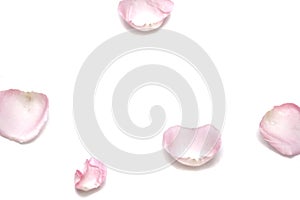 Blurred a group of sweet pink rose corollas on white isolated
