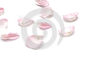 Blurred  a group of sweet pink rose corollas on white isolated