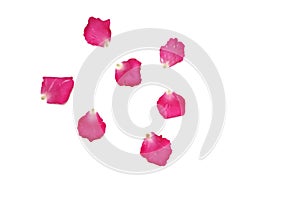 Blurred a group of sweet pink rose corollas on white isolated background with copy space