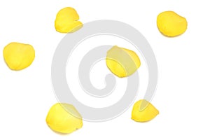 Blurred a group of sweet yellow rose corollas on white isolated with copy space and softy style