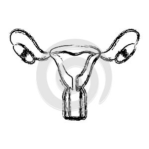 Blurred hand drawing contour female reproductive system