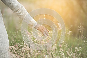 Blurred hand of young beautiful woman touching wheat spikes with her hand at sunset.