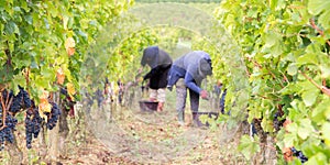 Blurred harvester cutting bunch of grapes in vineyard rows in web banner template header