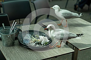 Blurred head of seagull as it moved to scavenge left-over food